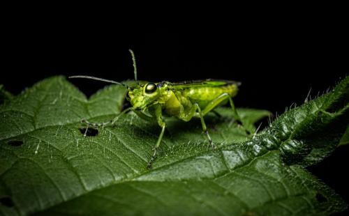 Green Sawfly (Rhogogaster viridis)