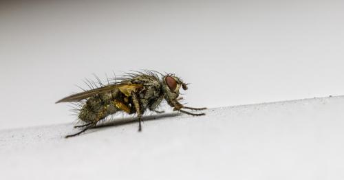 Common house fly (Musca domestica)