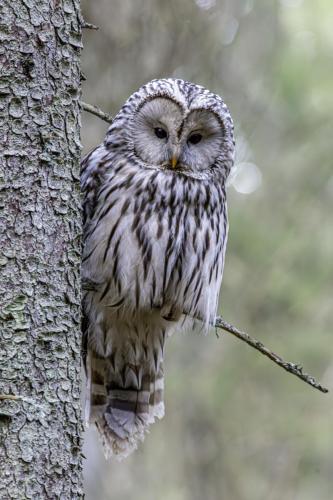 Ural owl (Strix uralensis)