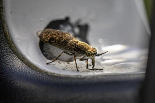 Notch-horned Cleg Fly (Haematopota pluvialis)