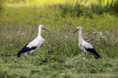 White Stork (Ciconia ciconia)