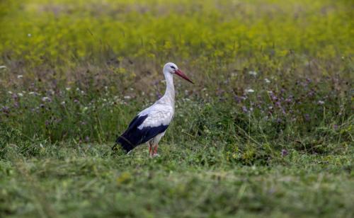 White Stork (Ciconia ciconia)