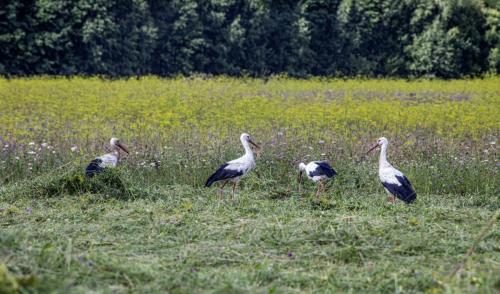 White Stork (Ciconia ciconia)