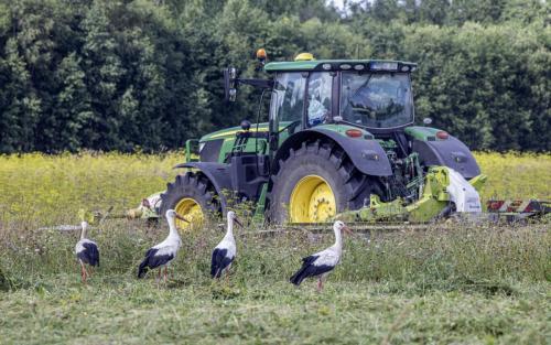 White Stork (Ciconia ciconia)