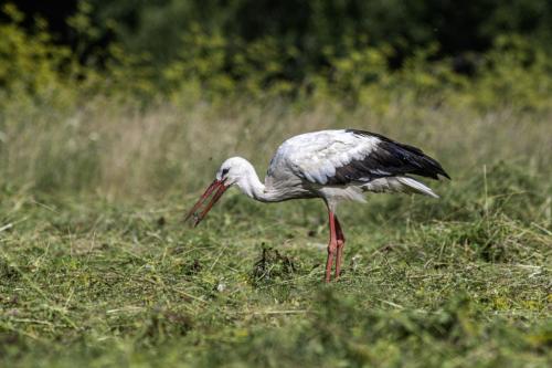 White Stork (Ciconia ciconia)