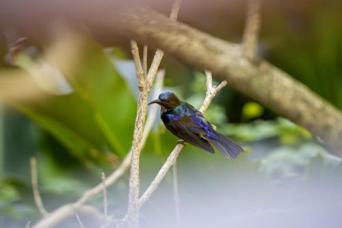 Brown-throated Sunbird (Anthreptes malacensis)