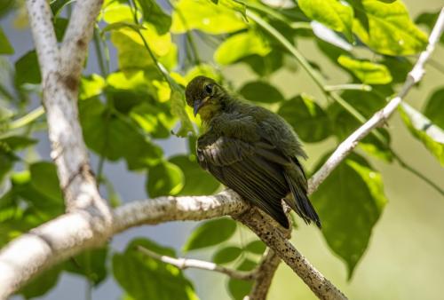 Brown-throated Sunbird (Anthreptes malacensis)