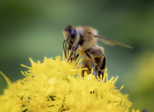 Western honey bee (Apis mellifera)