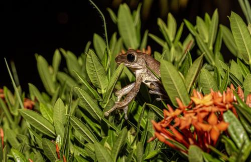 Thailand frog