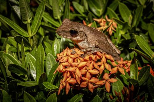 Thailand frog