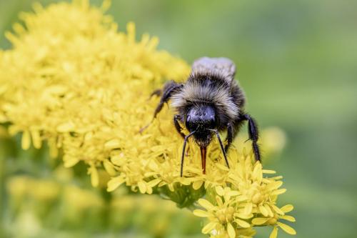 Bohemian cuckoo bumblebee (Bombus bohemicus)