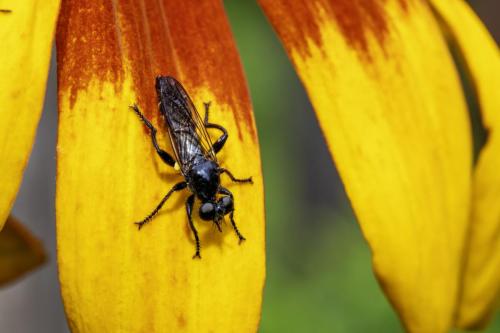 Violet black-legged robberfly (Dioctria atricapilla)