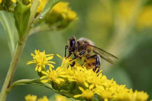 Western honey bee (Apis mellifera)