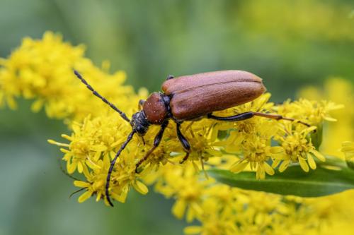 Red-Brown Longhorn Beetle (Stictoleptura rubra)