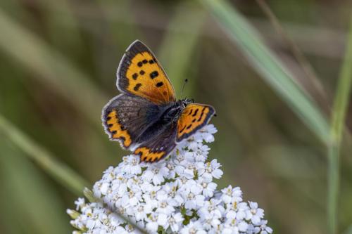 Small copper (Lycaena phlaeas)