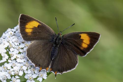 Brown Hairstreak (Thecla betulae)