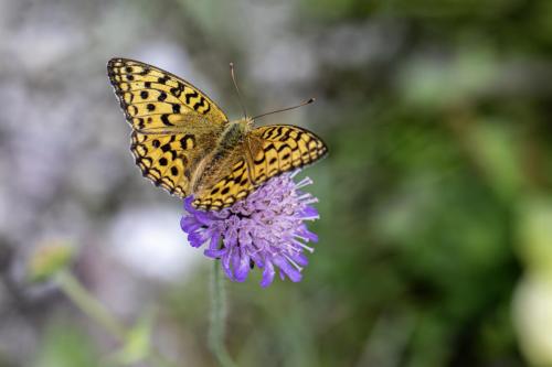 High brown fritillary (Fabriciana adippe)