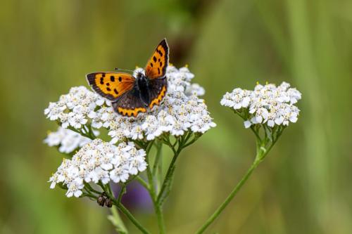 Small copper (Lycaena phlaeas)