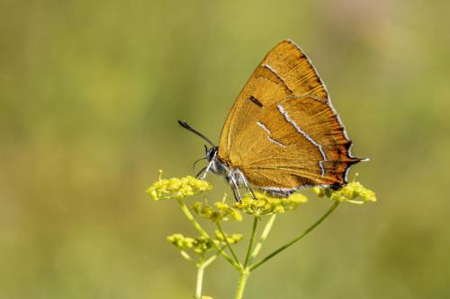 Brown Hairstreak (Thecla betulae)