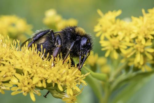 White-tailed bumble bee (Bombus lucorum)