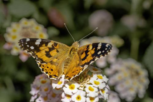 Painted lady (Cynthia cardui)