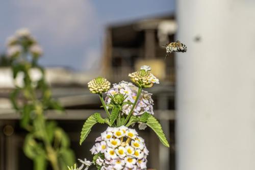 Honey bee (Amegilla calceifera)