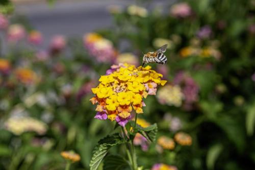 Honey bee (Amegilla calceifera)