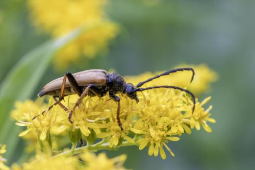 Red-Brown Longhorn Beetle (Stictoleptura rubra)