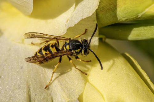 German yellowjacket (Vespula germanica)