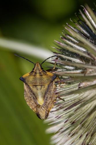 Northern fruit bug (Carpocoris fuscispinus)