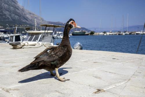 Muscovy Duck (Cairina moschata)