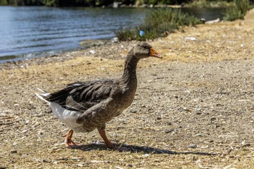 Domestic goose (Anser anser domesticus)