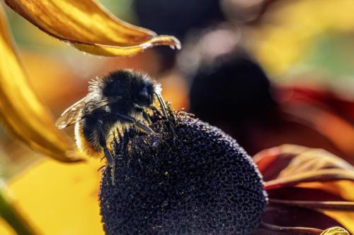 Common carder bee (Bombus pascuorum)