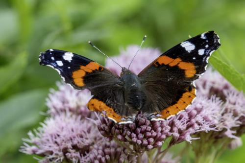 Red admiral (Vanessa atlanta)