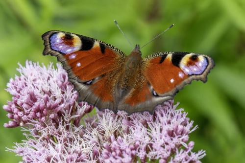 European Peacock (Aglais io)