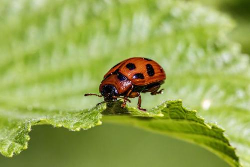 American Aspen Beetle (Gonioctena viminalis)