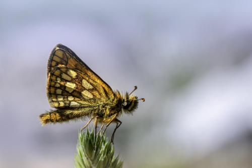 Chequered skipper (Carterocephalus palaemon)