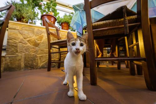 Greece Street Cat