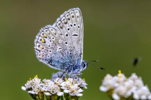 Common blue (Polyommatus icarus)