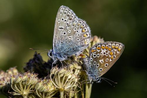 Common blue (Polyommatus icarus)