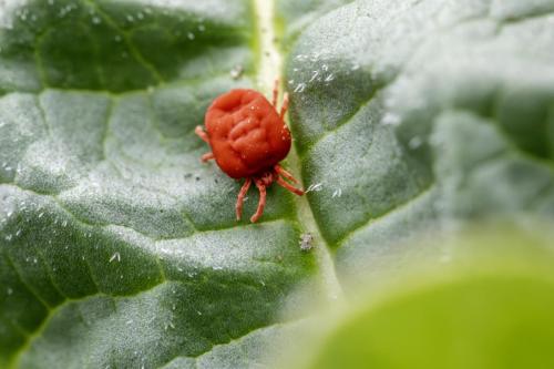 Clover mite (Bryobia praetiosa)