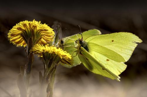 Common Brimstone (Gonepteryx rhamni)