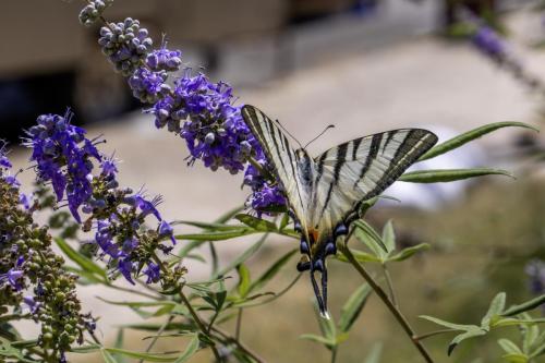 Scarce Swallowtail (Iphiclides podalirius)