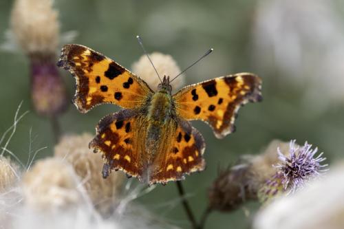 Comma butterfly (Polygonia c-album)