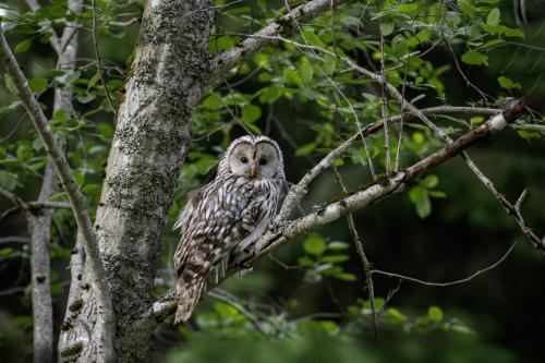 Ural owl (Strix uralensis)