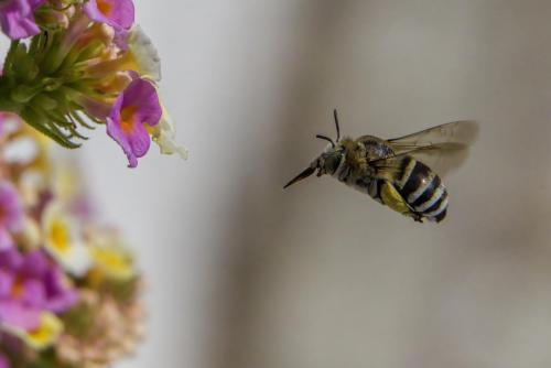 Honey bee (Amegilla calceifera)