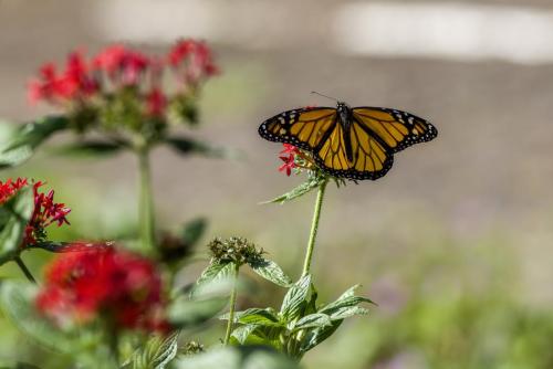 American monarch (Danaus plexippus)