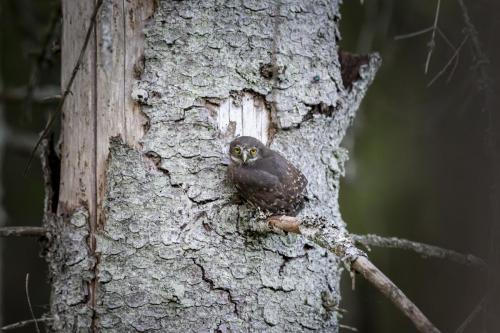 Eurasian pygmy owl (Glaucidium passerinum)