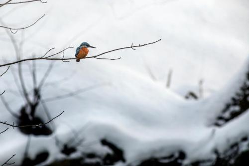 Jäälind, Common kingfisher (Alcedo atthis)