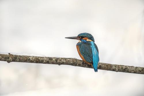 Jäälind, Common kingfisher (Alcedo atthis)